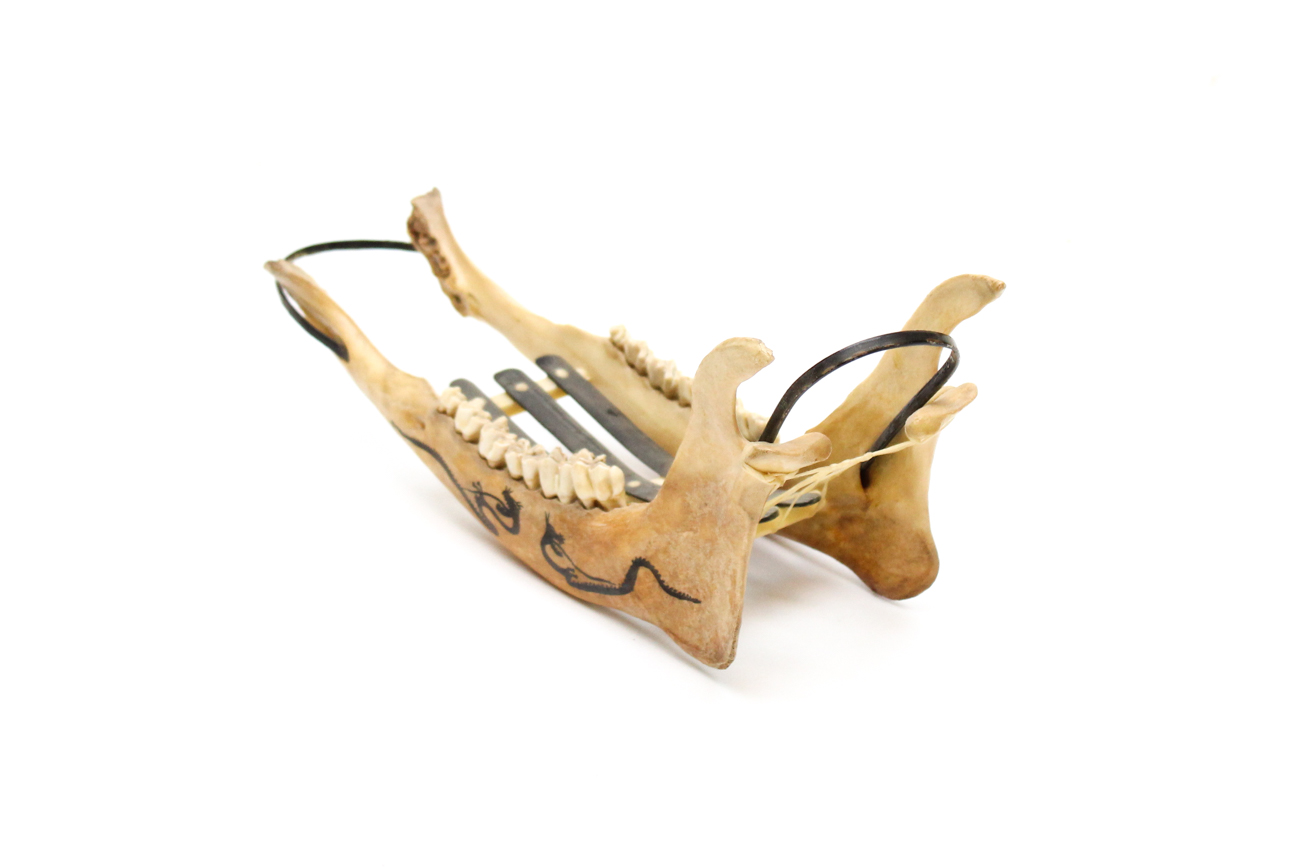 White Tail Deer Jawbone Wine Holder