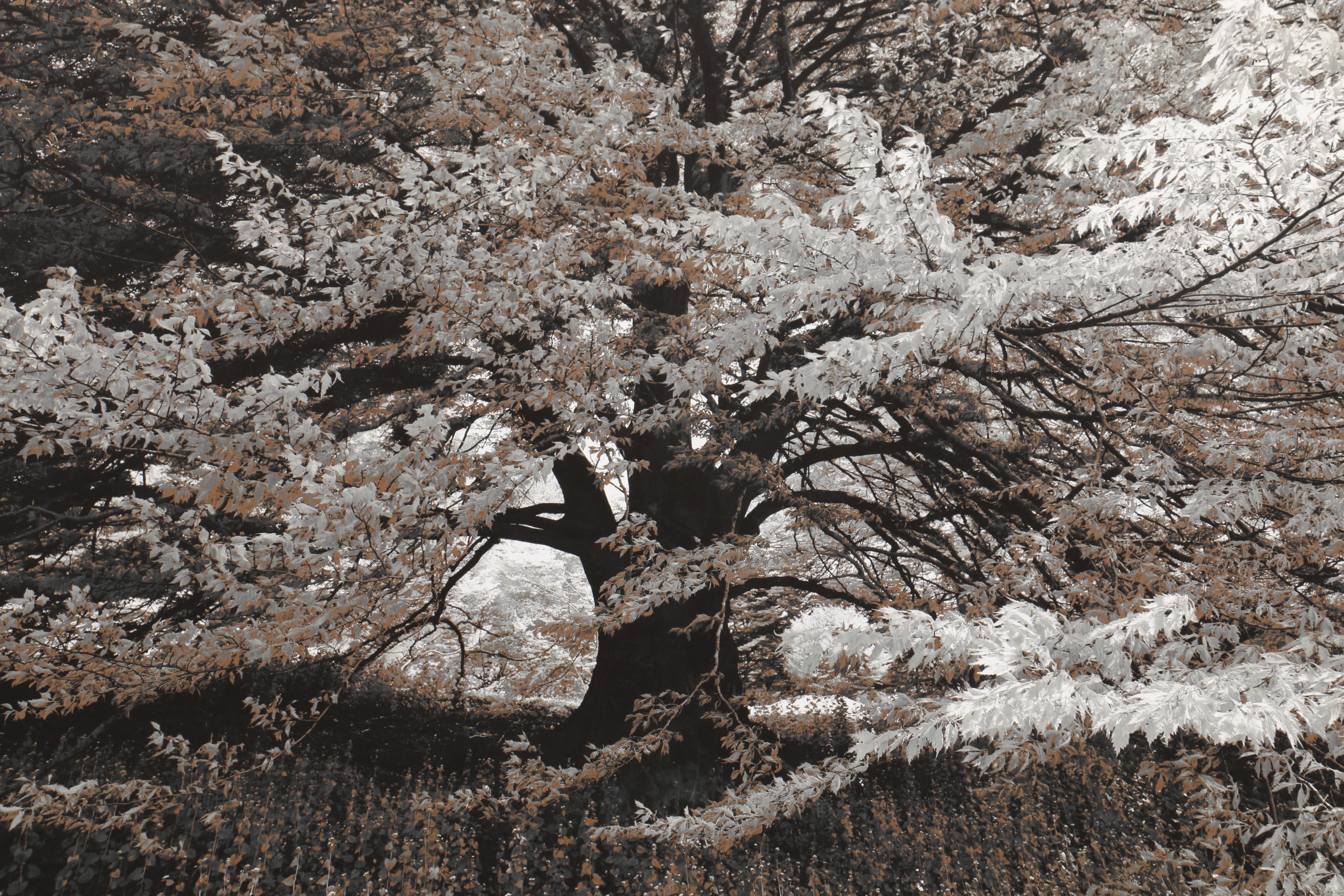 Signed Giclee Print on Paper "Early May"