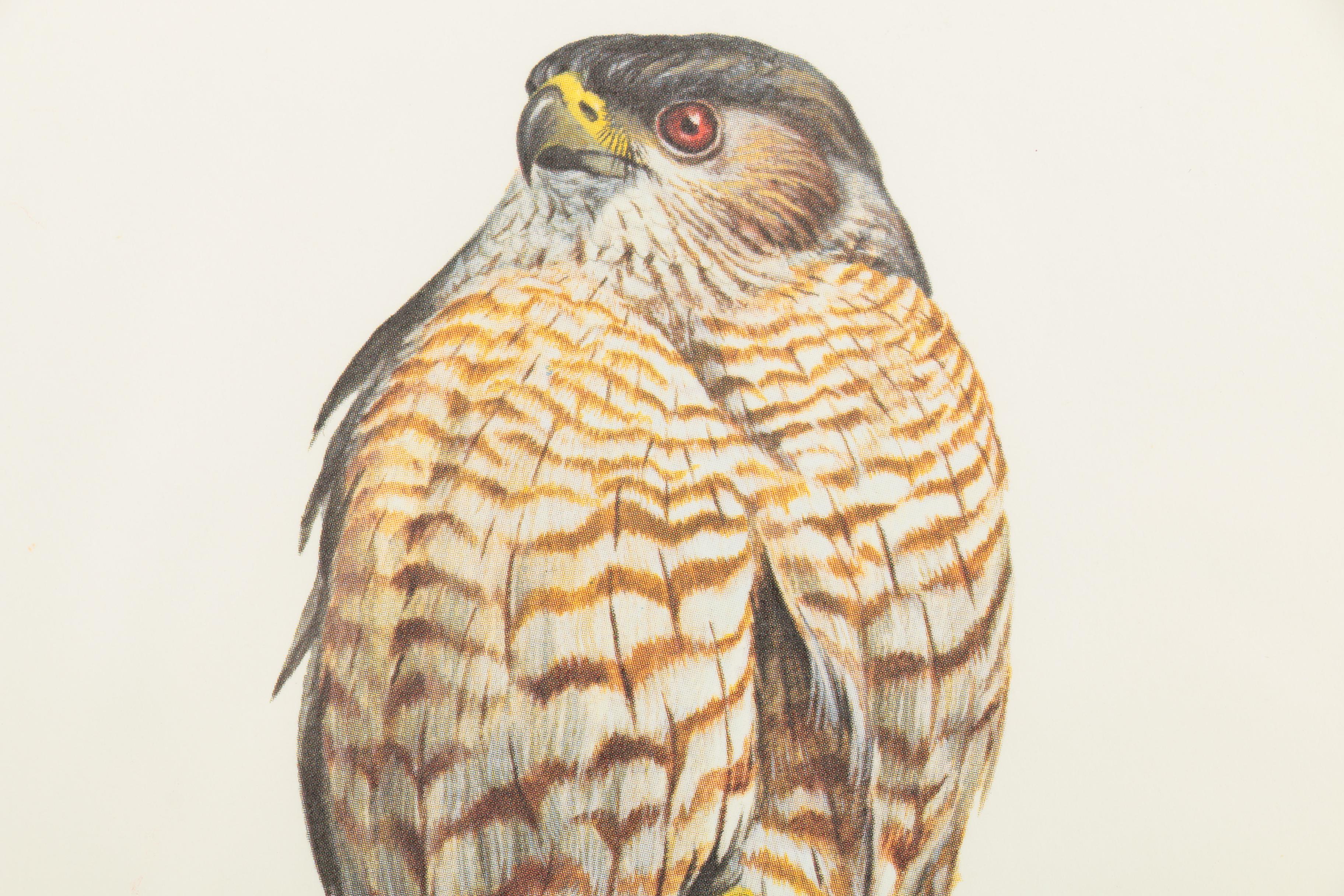 Offset Lithograph on Paper After Ray Harm "Cooper's Hawk"