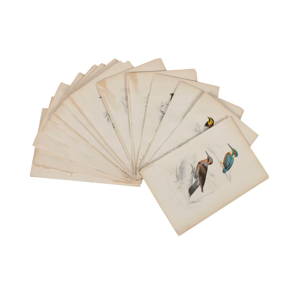 Collection of Hand-Colored Avian Engravings from "Oeuvres Complètes de Buffon"
