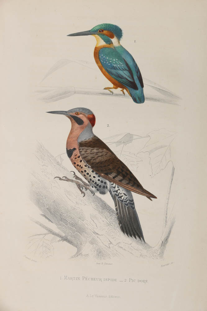 Collection of Hand-Colored Avian Engravings from "Oeuvres Complètes de Buffon"