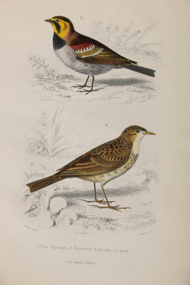 Collection of Hand-Colored Avian Engravings from "Oeuvres Complètes de Buffon"