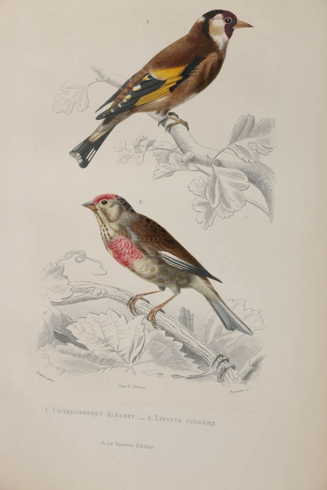 Collection of Hand-Colored Avian Engravings from "Oeuvres Complètes de Buffon"