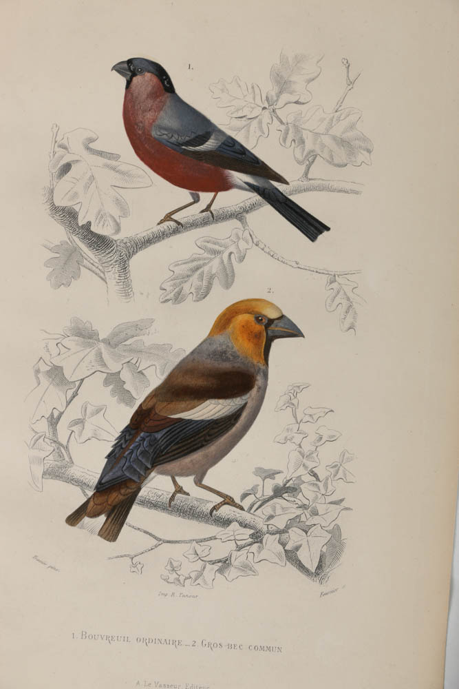 Collection of Hand-Colored Avian Engravings from "Oeuvres Complètes de Buffon"