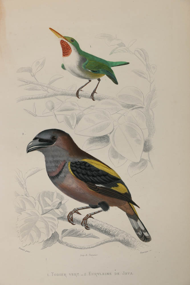 Collection of Hand-Colored Avian Engravings from "Oeuvres Complètes de Buffon"
