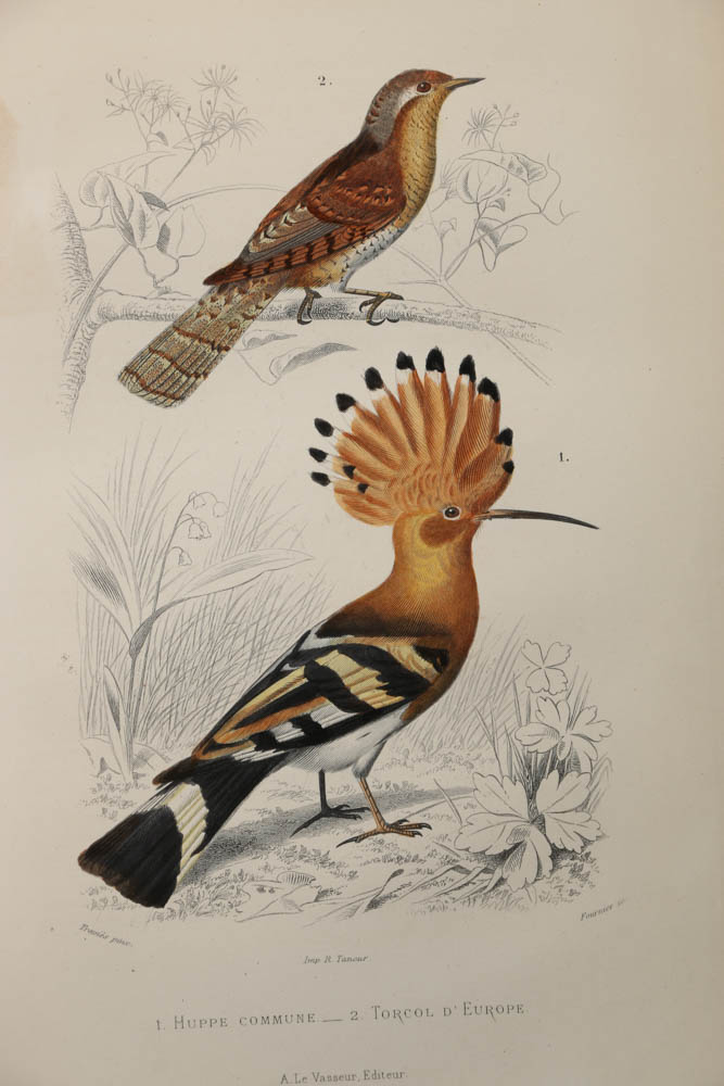 Collection of Hand-Colored Avian Engravings from "Oeuvres Complètes de Buffon"