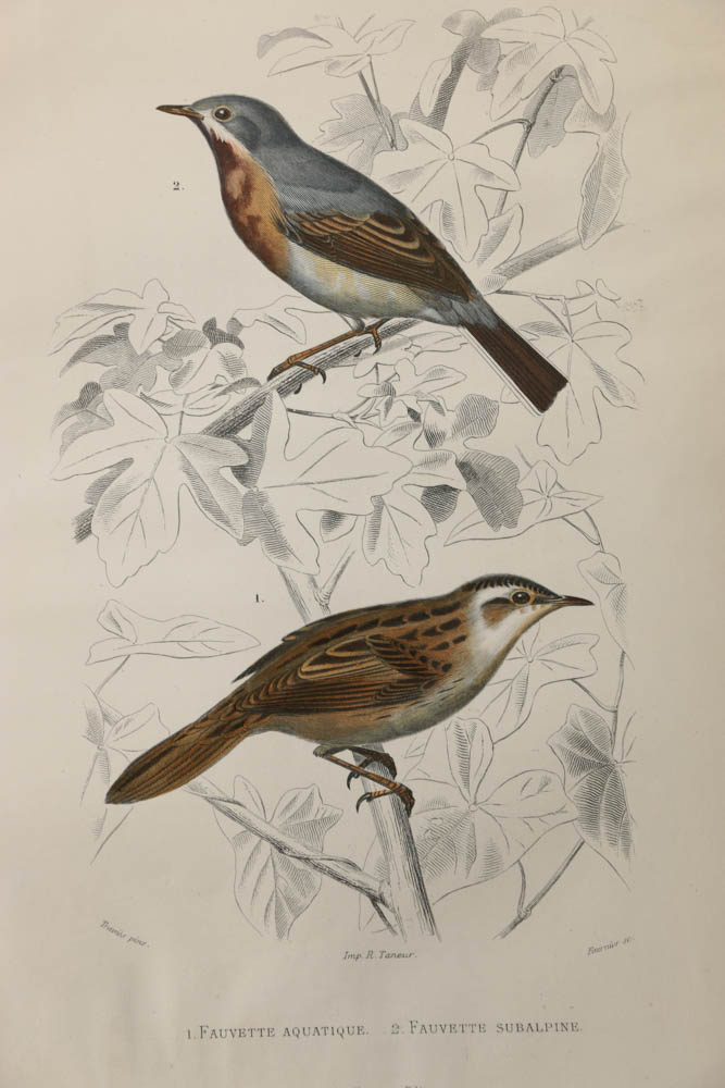 Collection of Hand-Colored Avian Engravings from "Oeuvres Complètes de Buffon"