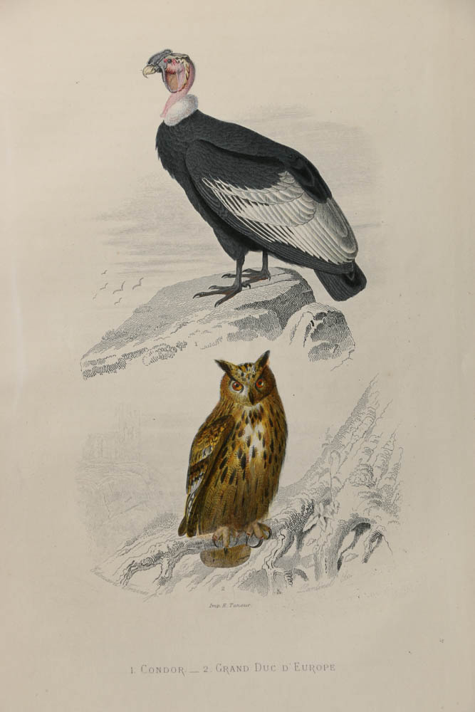Collection of Hand-Colored Avian Engravings from "Oeuvres Complètes de Buffon"