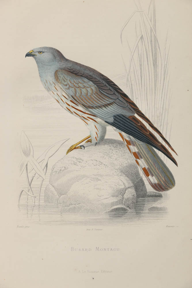 Collection of Hand-Colored Avian Engravings from "Oeuvres Complètes de Buffon"