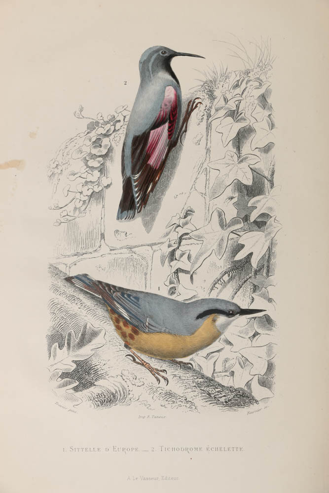 Collection of Hand-Colored Avian Engravings from "Oeuvres Complètes de Buffon"