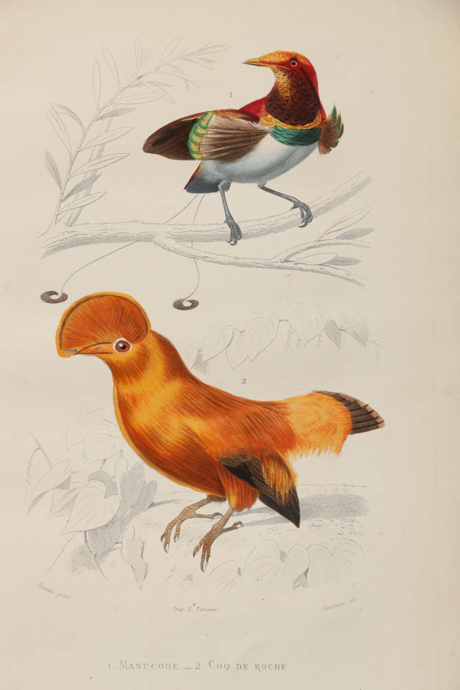 Collection of Hand-Colored Avian Engravings from "Oeuvres Complètes de Buffon"