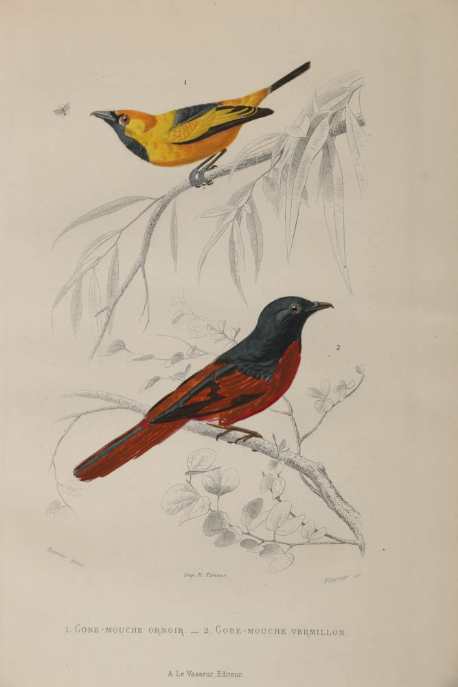Collection of Hand-Colored Avian Engravings from "Oeuvres Complètes de Buffon"