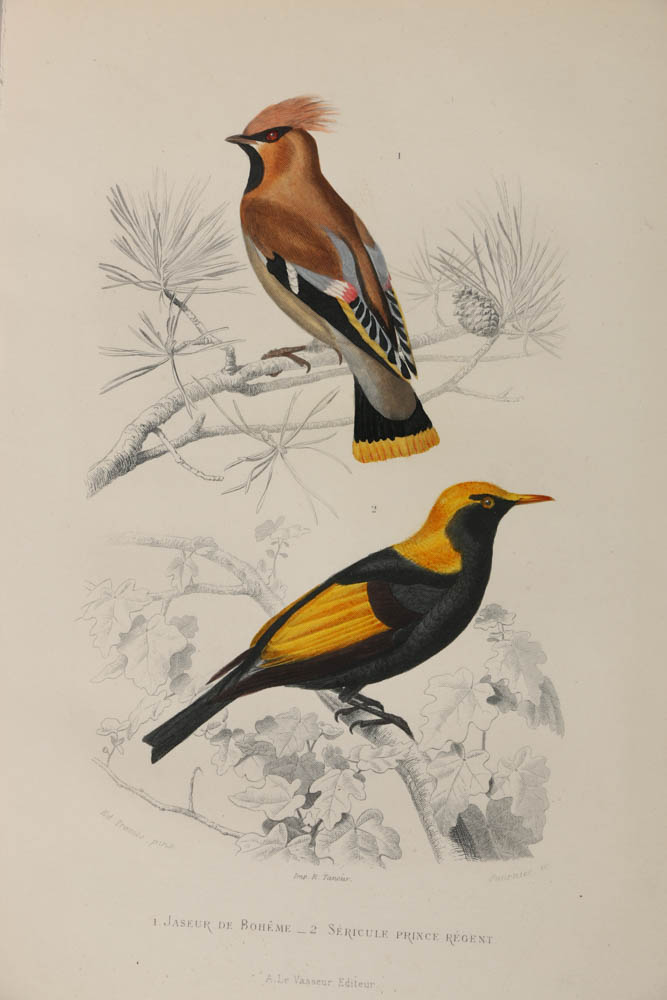 Collection of Hand-Colored Avian Engravings from "Oeuvres Complètes de Buffon"