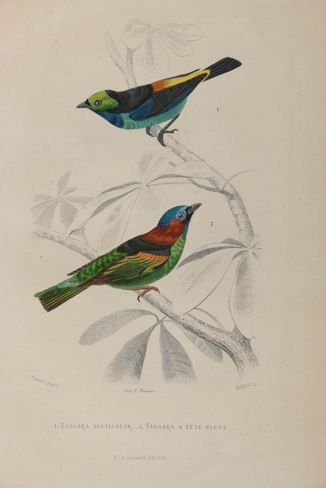Collection of Hand-Colored Avian Engravings from "Oeuvres Complètes de Buffon"