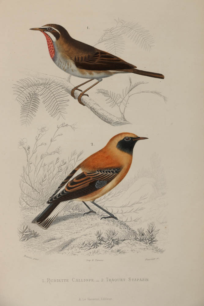 Collection of Hand-Colored Avian Engravings from "Oeuvres Complètes de Buffon"