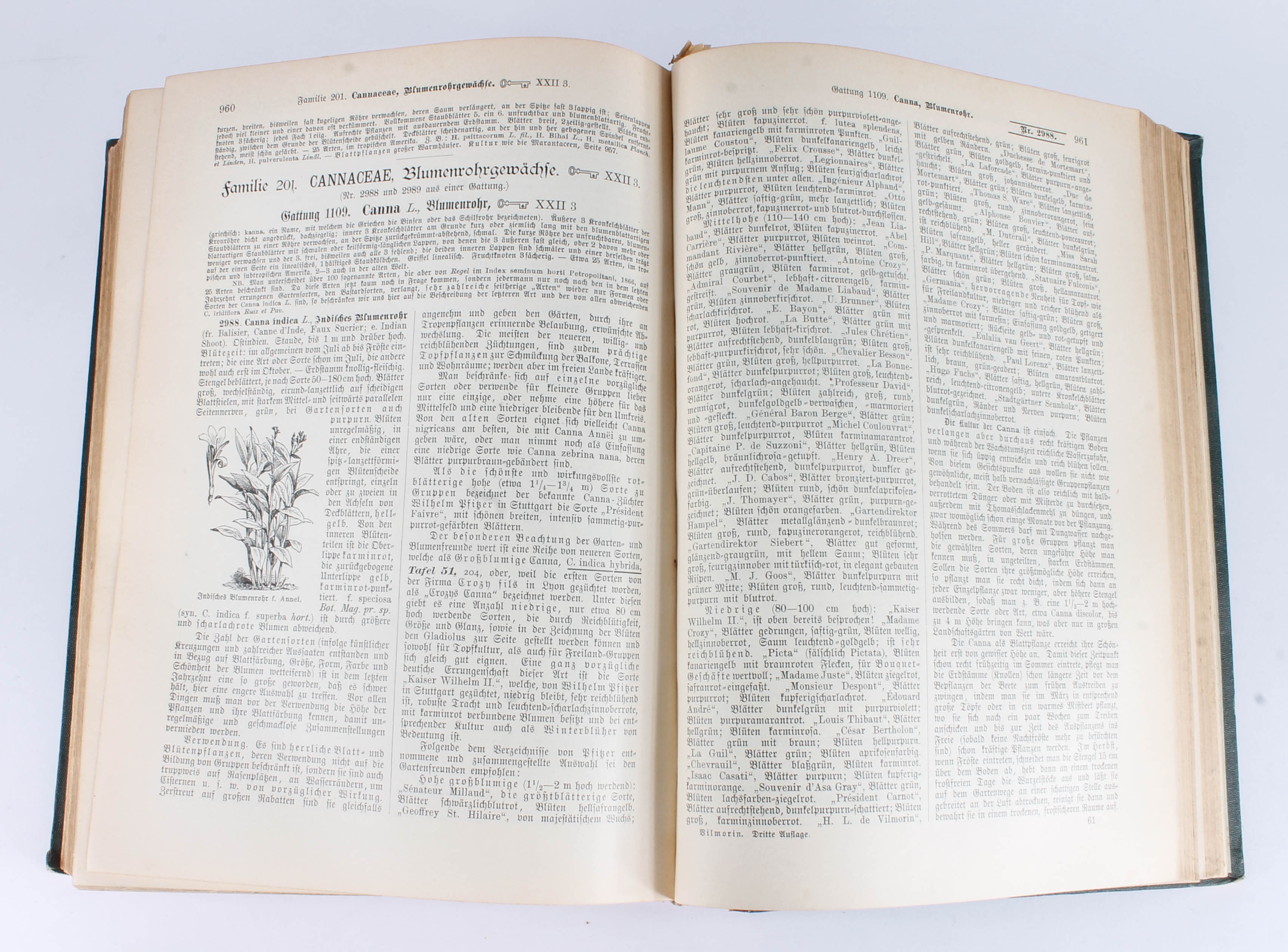 Antique Two-Volume Set of German "Blumengärtnerei" Plant Books