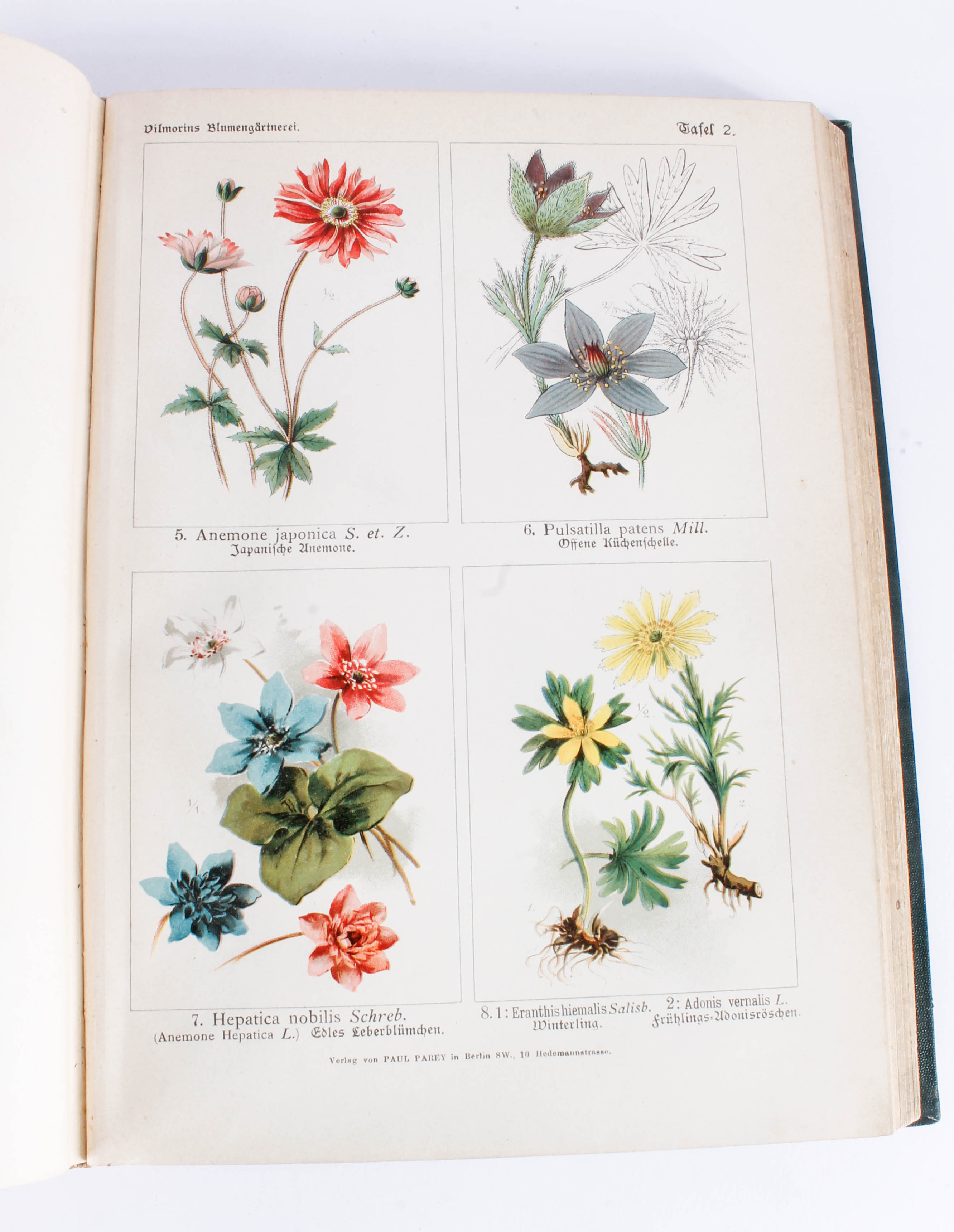 Antique Two-Volume Set of German "Blumengärtnerei" Plant Books