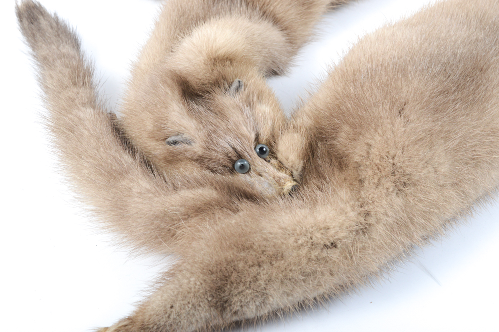 Vintage Mink Fur Pelt Stole and Sheared Beaver Fur Collar