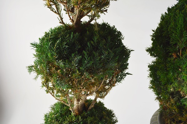 Faux Topiaries In Ceramic Planters