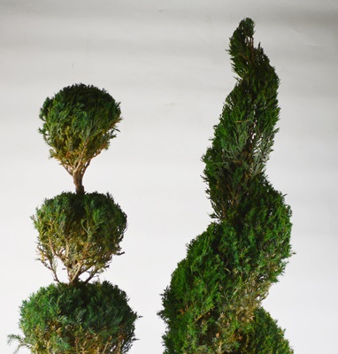 Faux Topiaries In Ceramic Planters