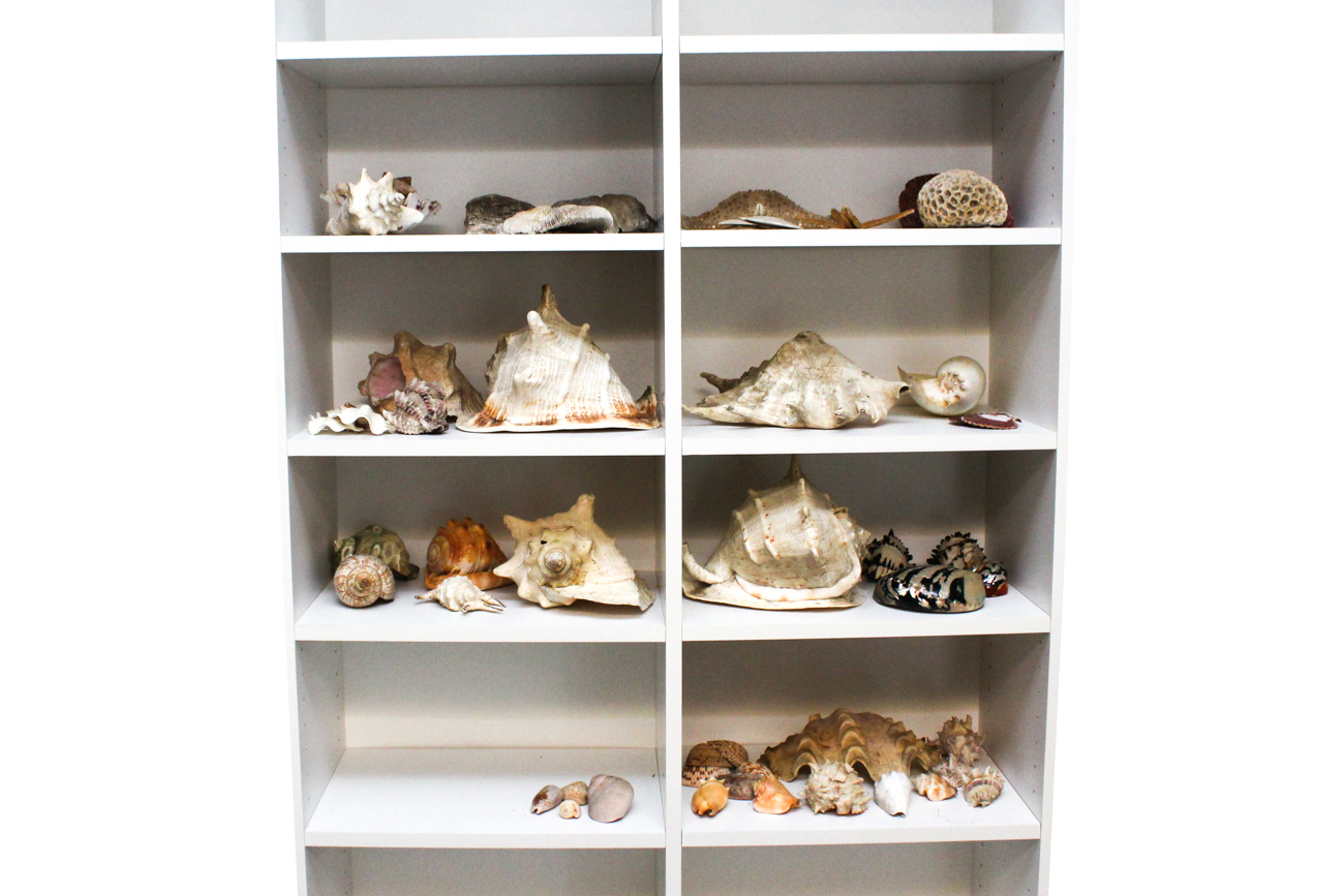 Large Assortment of Seashells