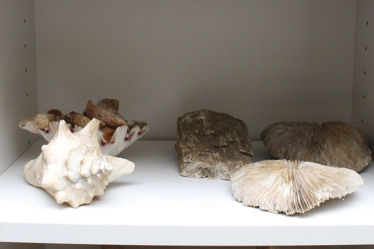 Large Assortment of Seashells