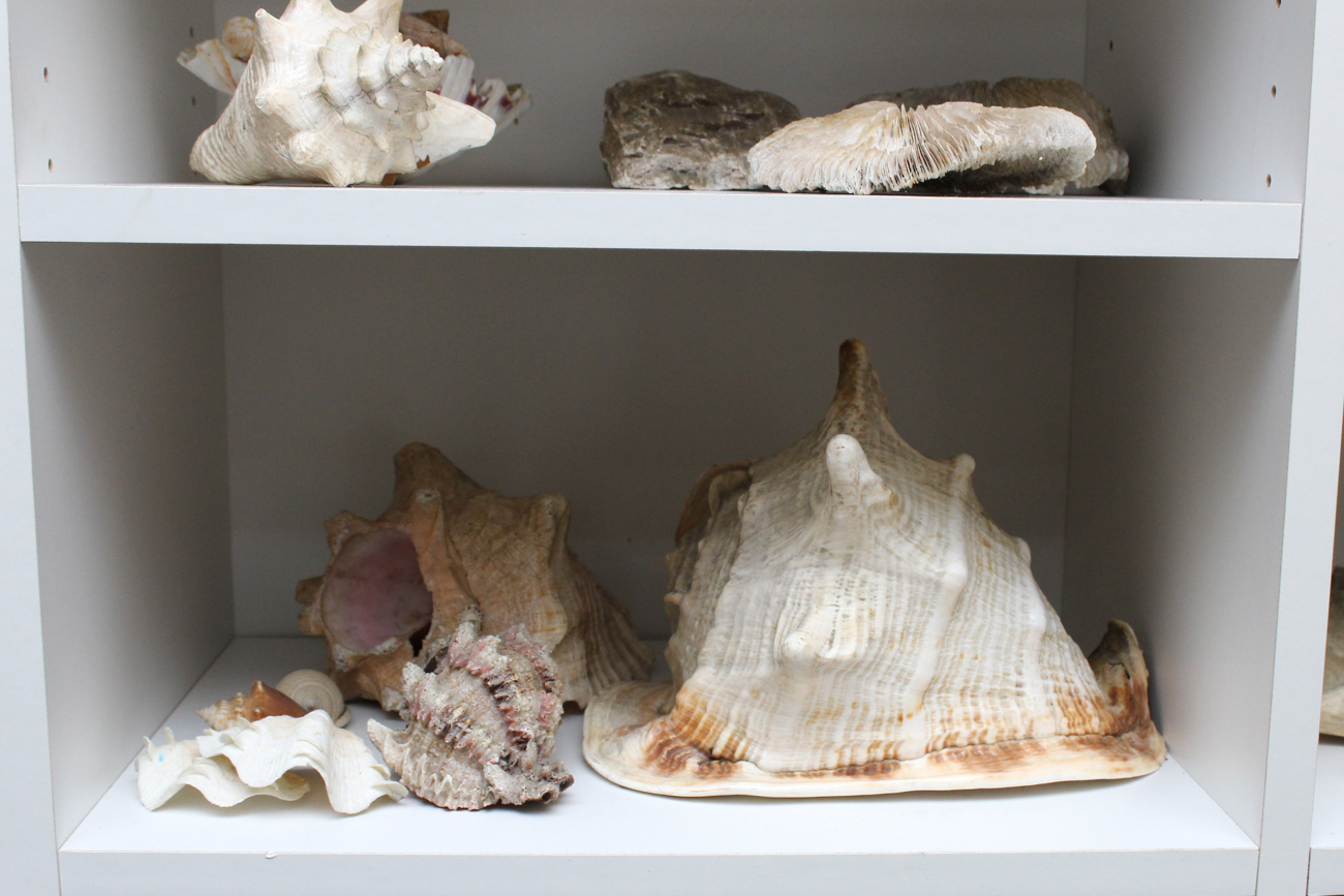 Large Assortment of Seashells
