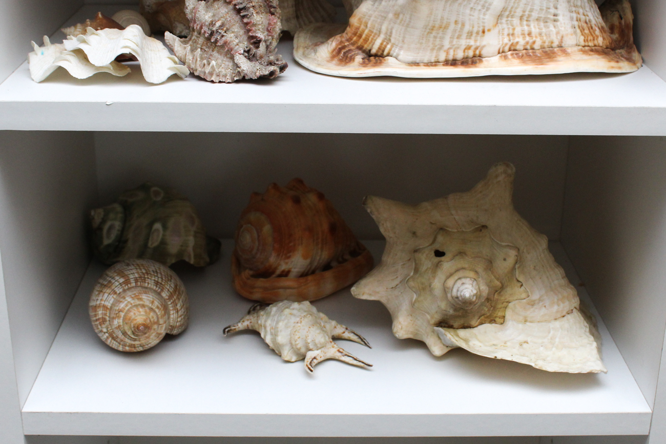 Large Assortment of Seashells