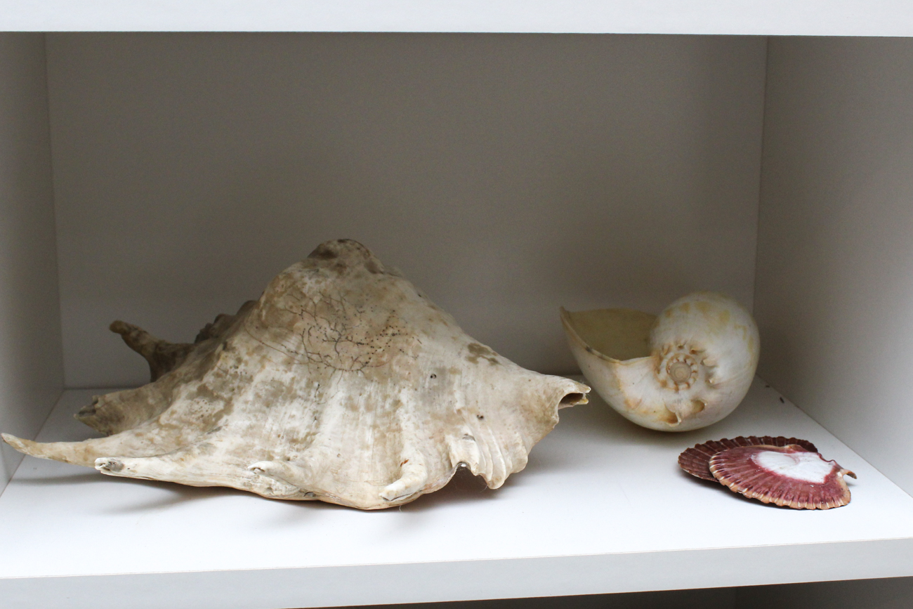 Large Assortment of Seashells