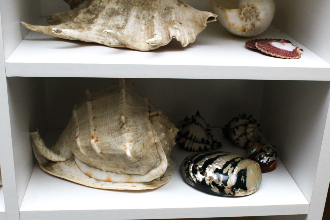 Large Assortment of Seashells