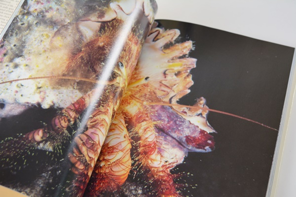 National Geographic Hardcover Book Collection