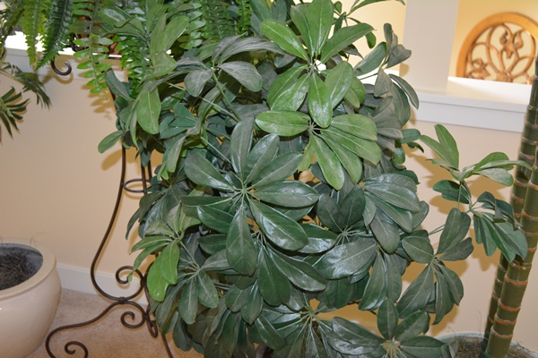 Faux Plant Collection Including a Faux Palm Tree