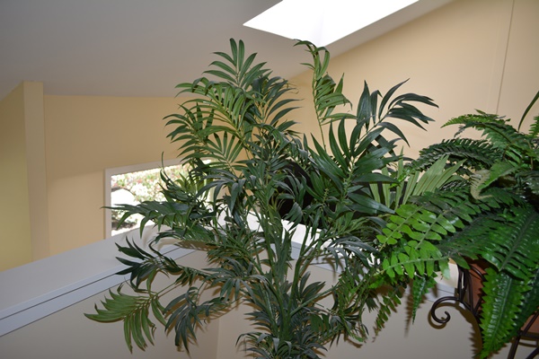 Faux Plant Collection Including a Faux Palm Tree