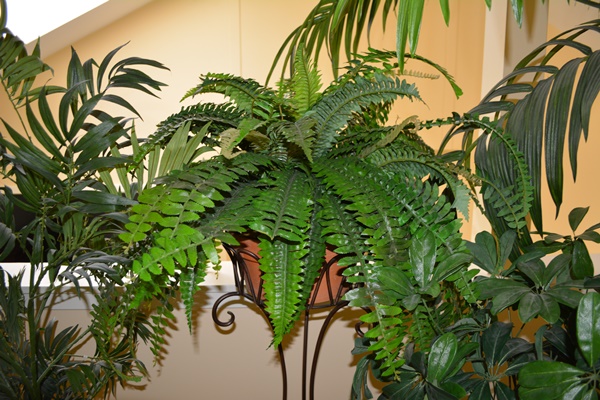 Faux Plant Collection Including a Faux Palm Tree