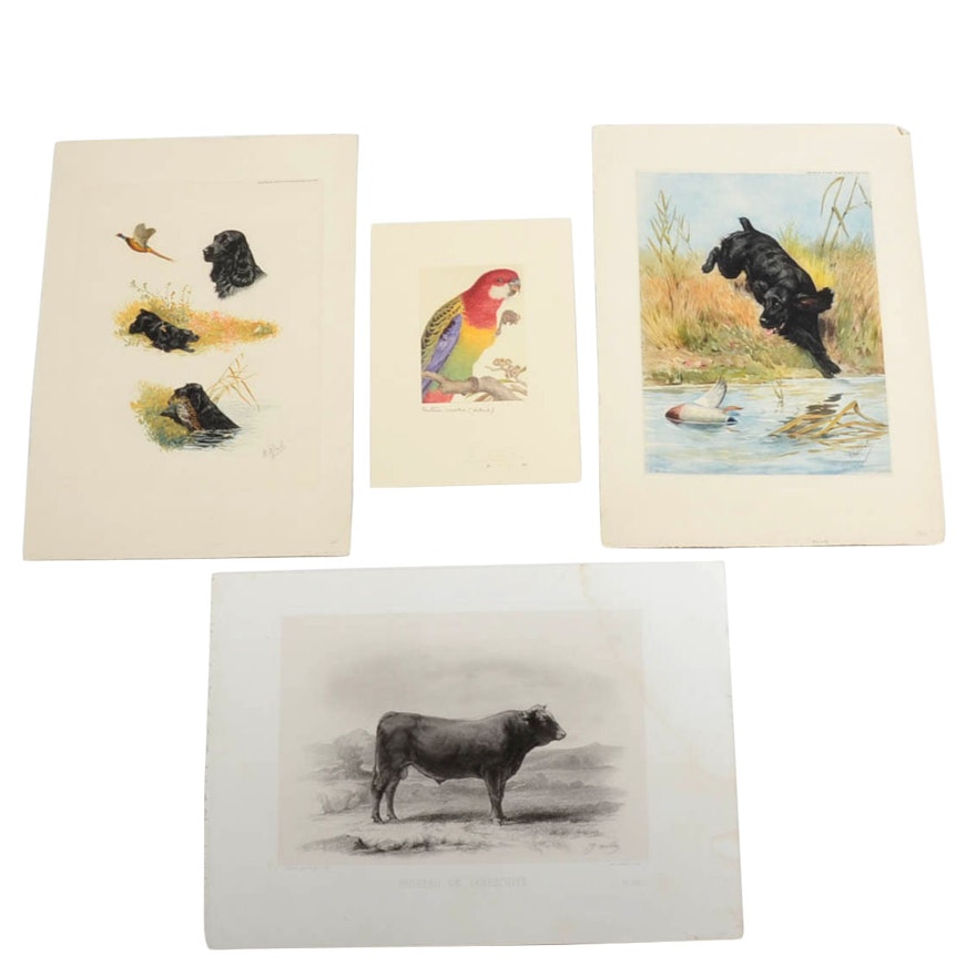 Collection of Wildlife Prints