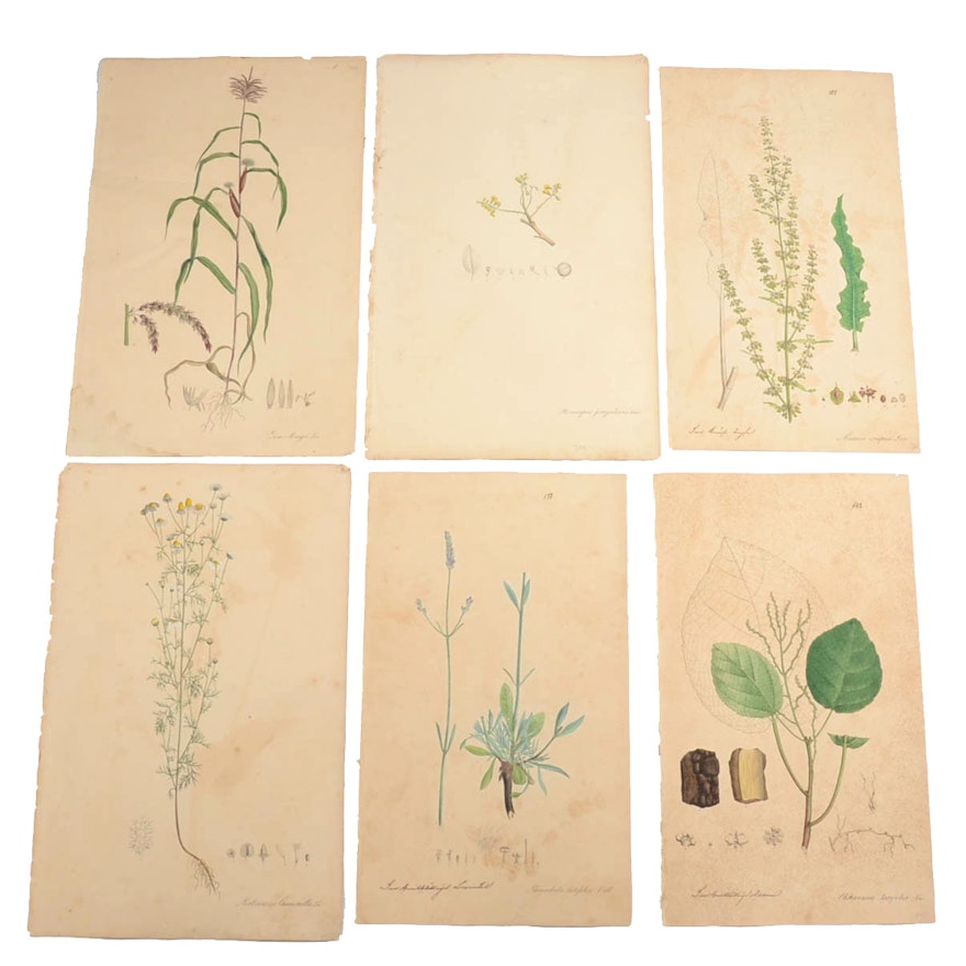 Six Nees von Esenbeck 1828-33 Hand-Colored Engravings of Medicinal Plants