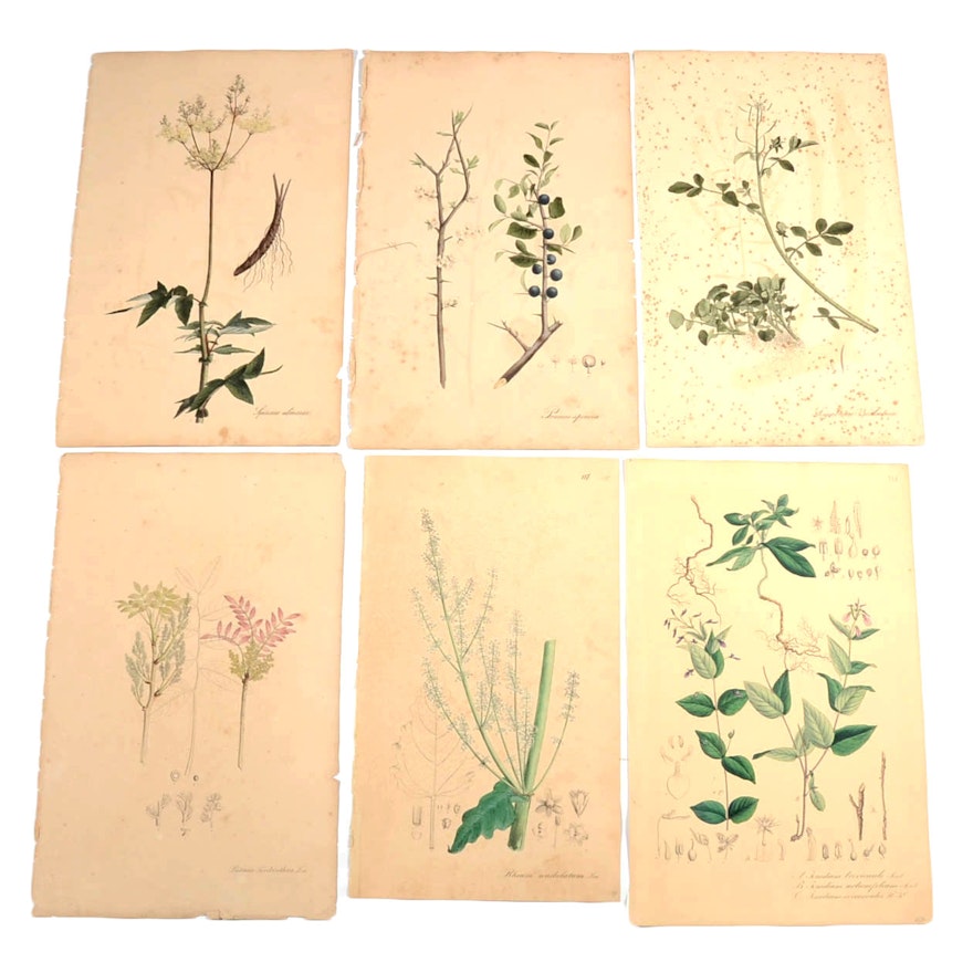 Six Nees von Esenbeck 1828-33 Hand-Colored Engravings of Medicinal Plants