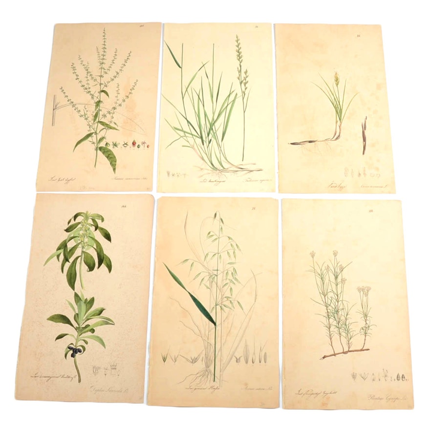 Six Nees von Esenbeck 1828-33 Hand-Colored Engravings of Medicinal Plants