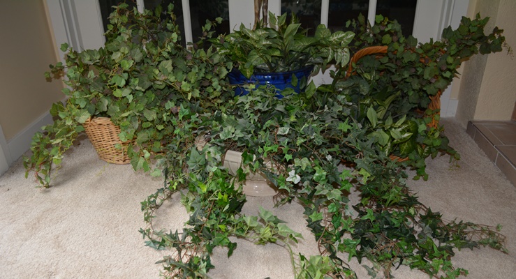 Faux Ivy Plants and Other Faux Plants