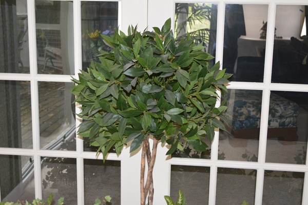 Faux Ivy Plants and Other Faux Plants