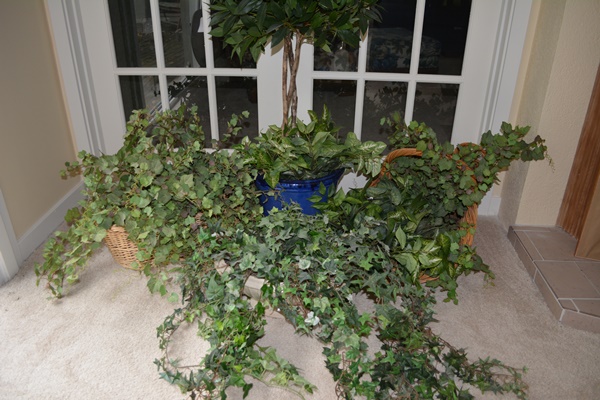 Faux Ivy Plants and Other Faux Plants