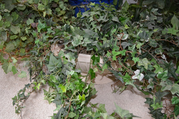 Faux Ivy Plants and Other Faux Plants