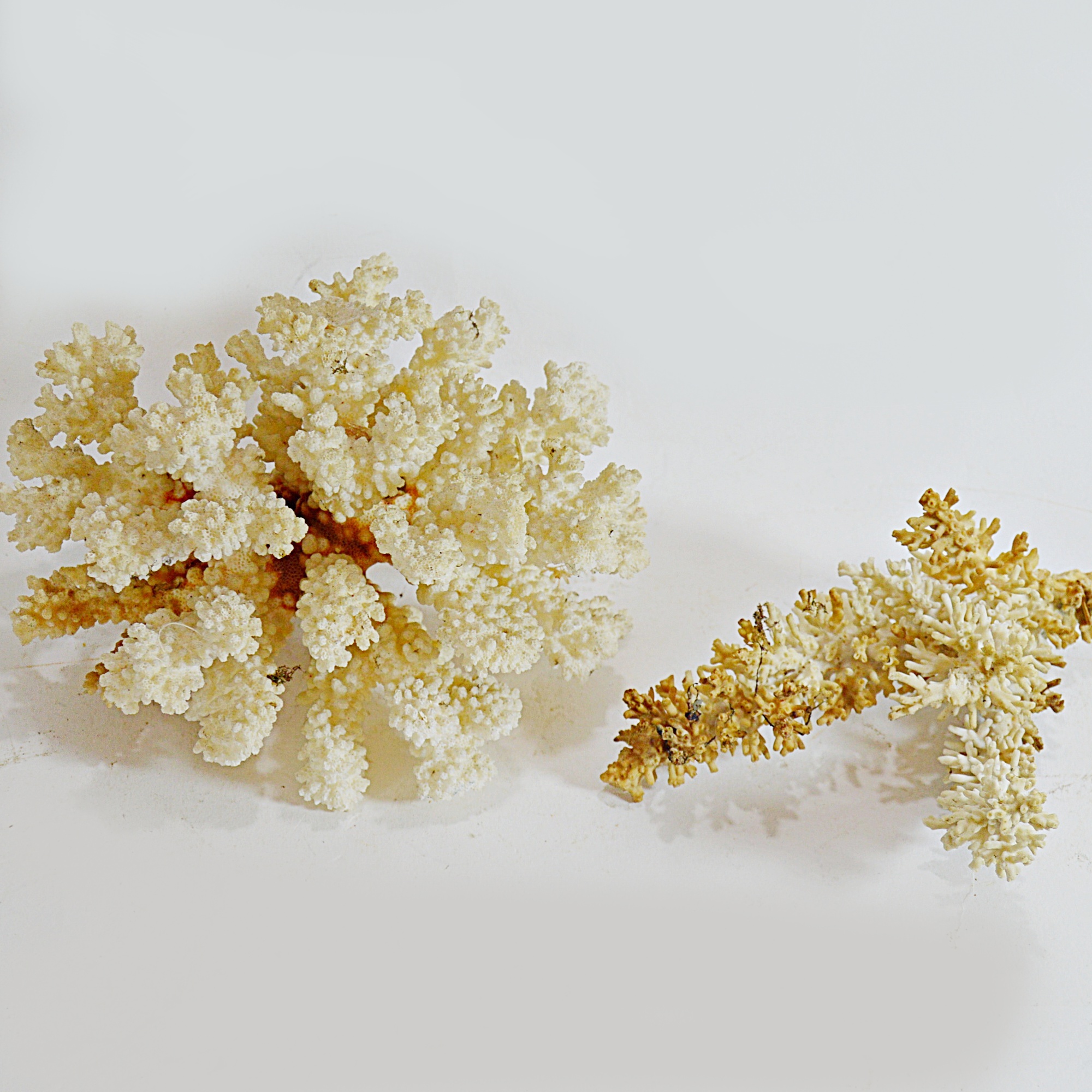 Recent Scleractinian Coral Specimens