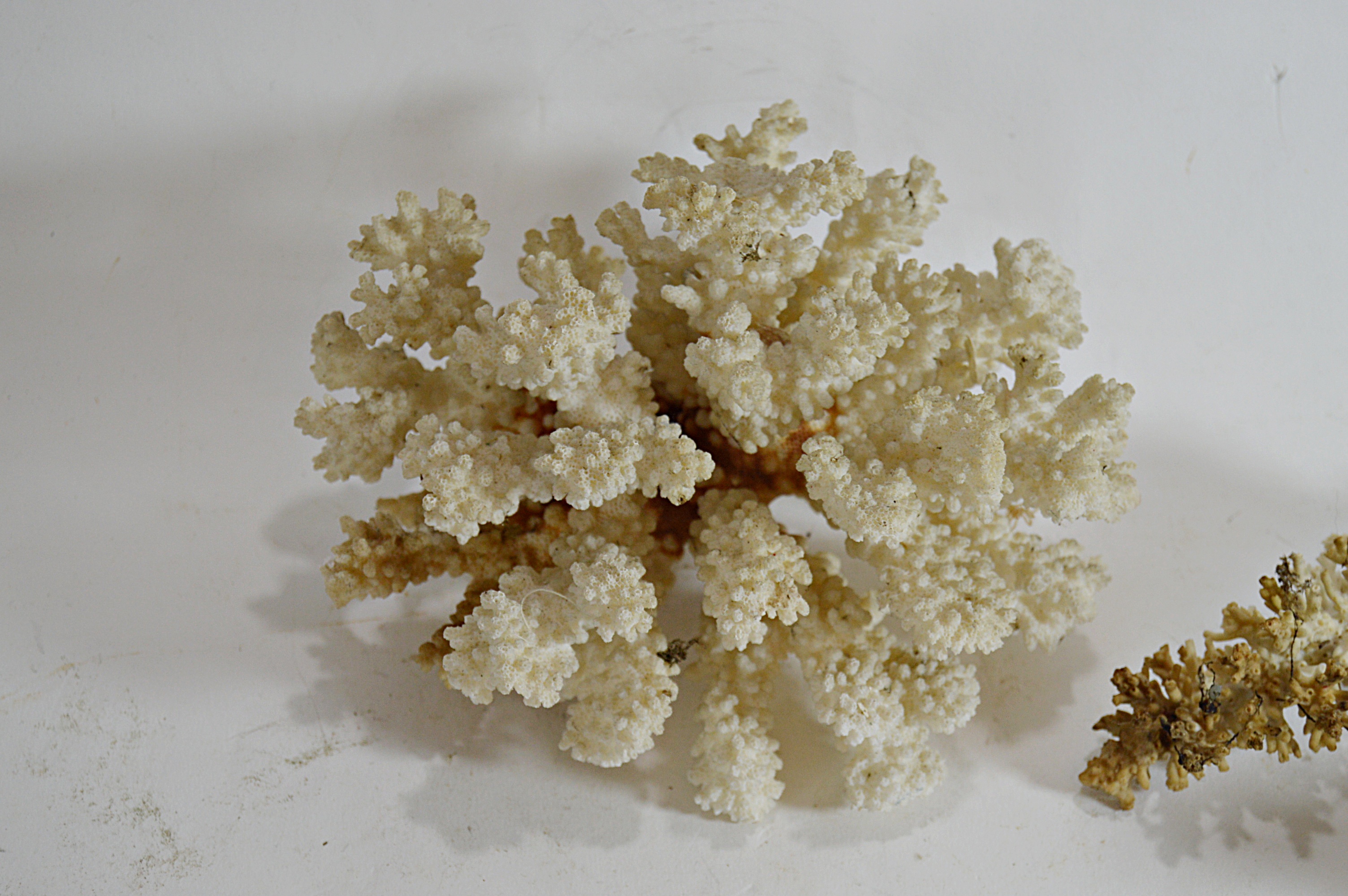 Recent Scleractinian Coral Specimens