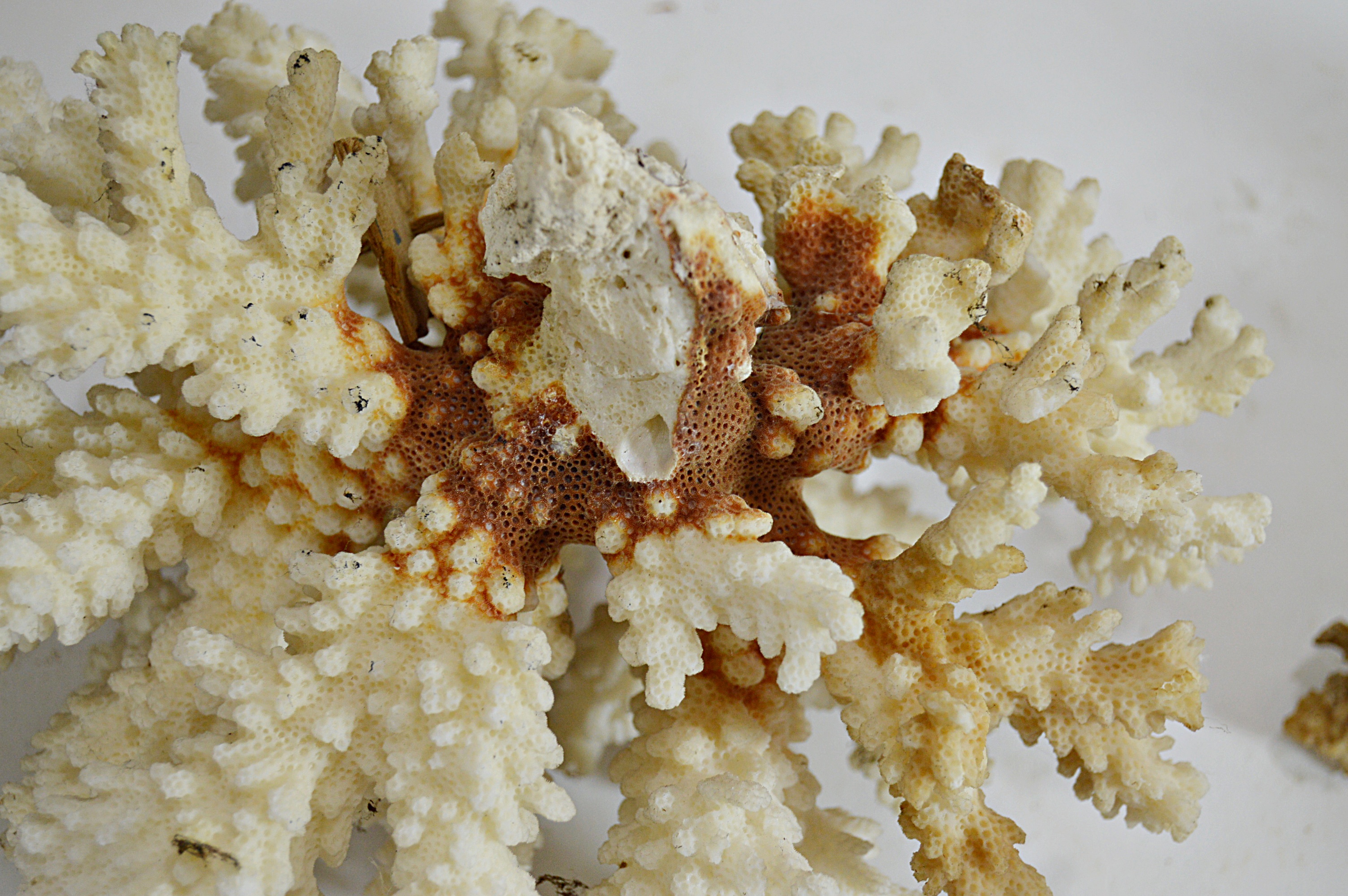Recent Scleractinian Coral Specimens