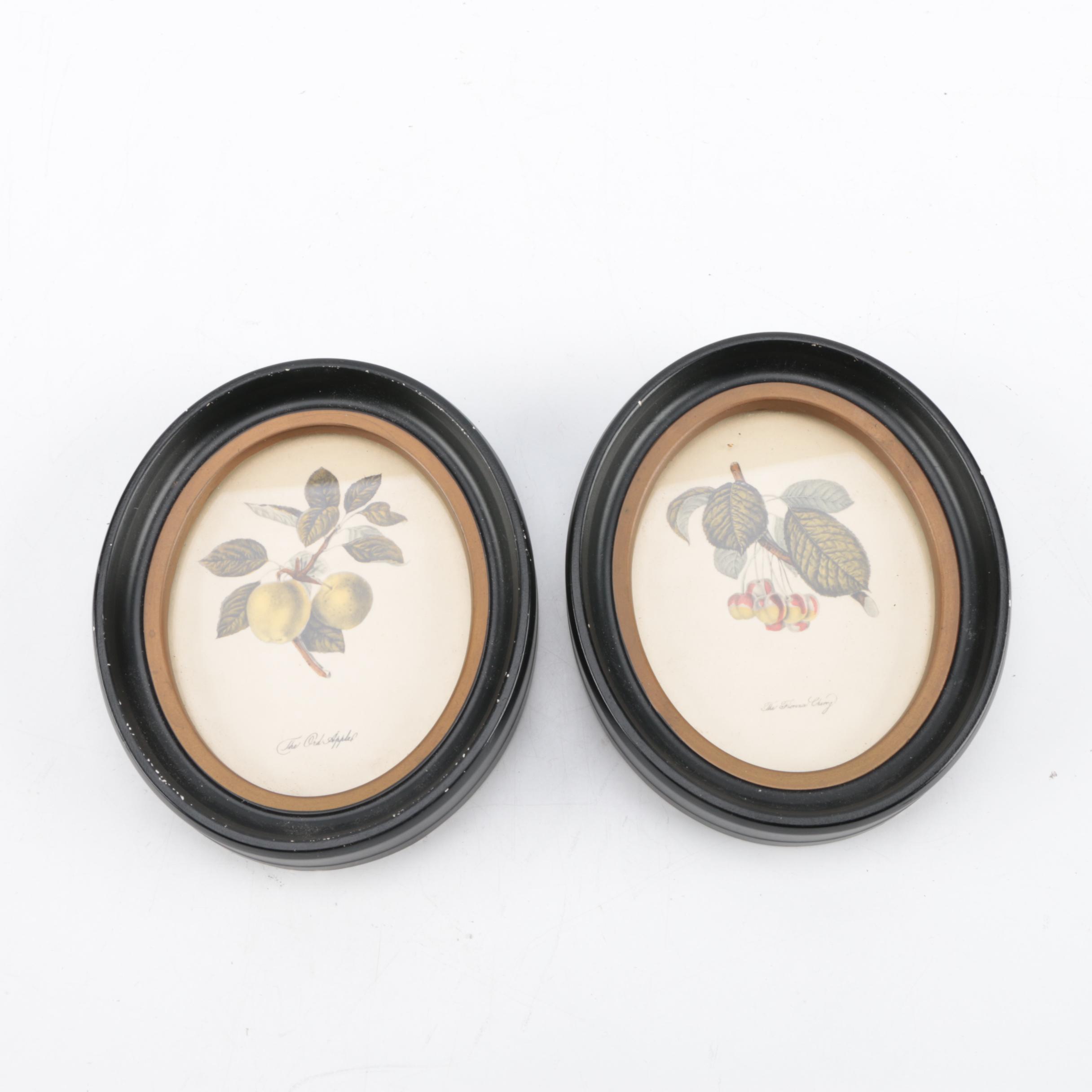 Hand-Colored Lithographs "The Ord Apple" and "The Florence Cherry"