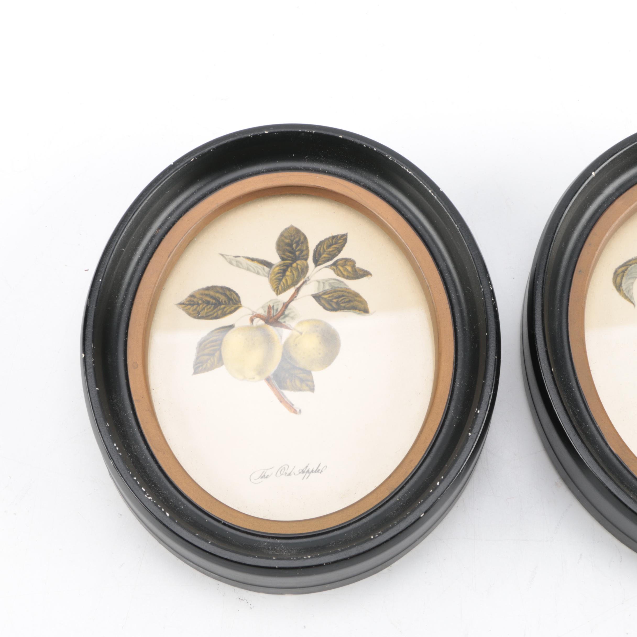 Hand-Colored Lithographs "The Ord Apple" and "The Florence Cherry"