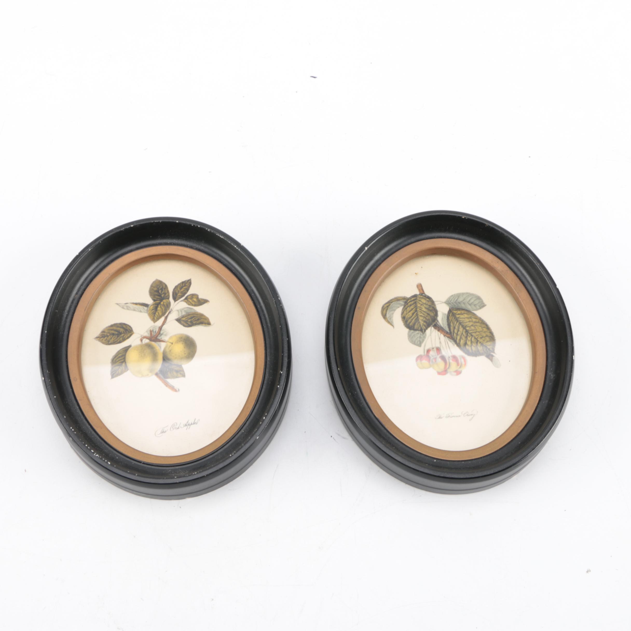 Hand-Colored Lithographs "The Ord Apple" and "The Florence Cherry"