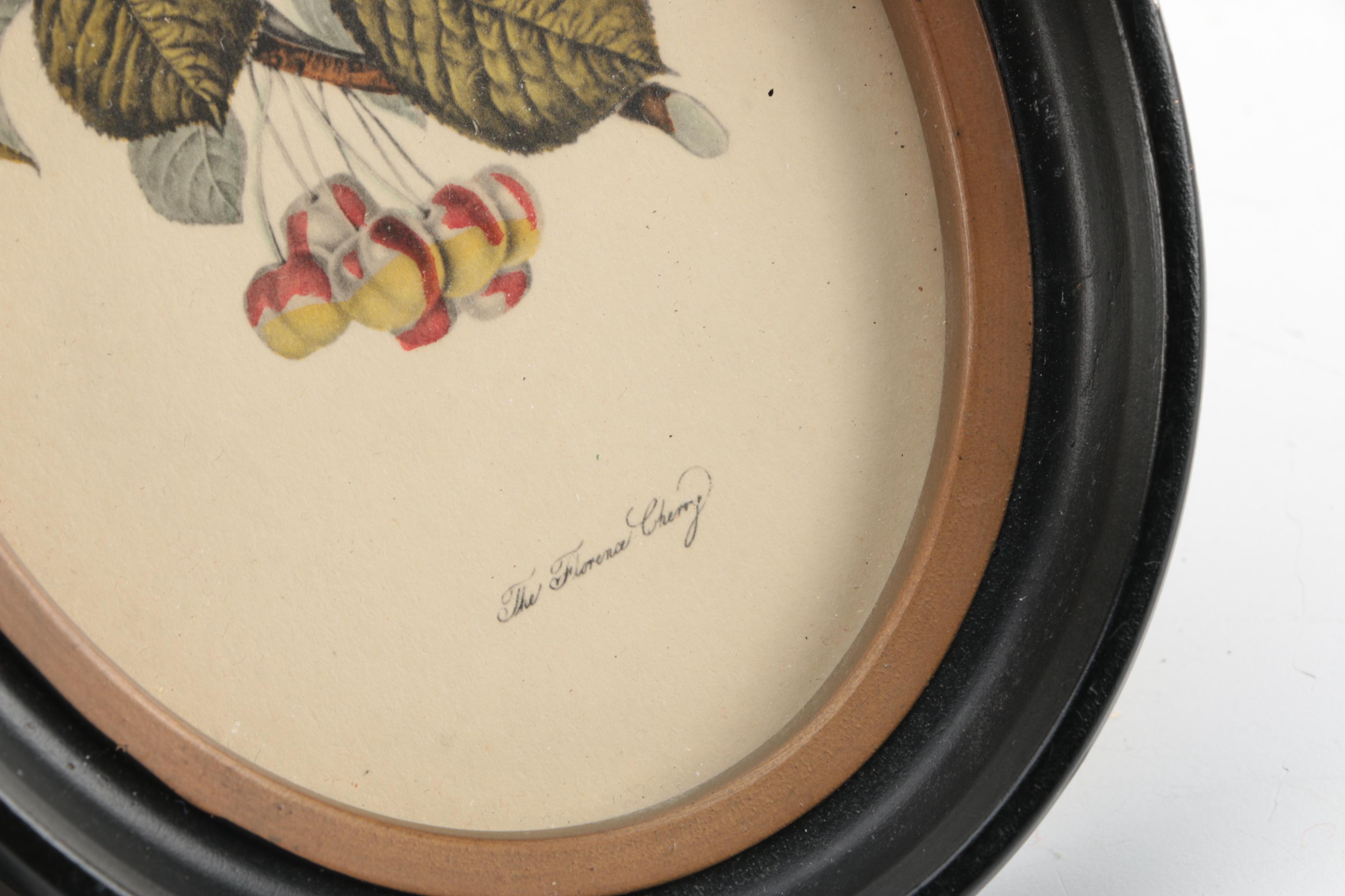 Hand-Colored Lithographs "The Ord Apple" and "The Florence Cherry"