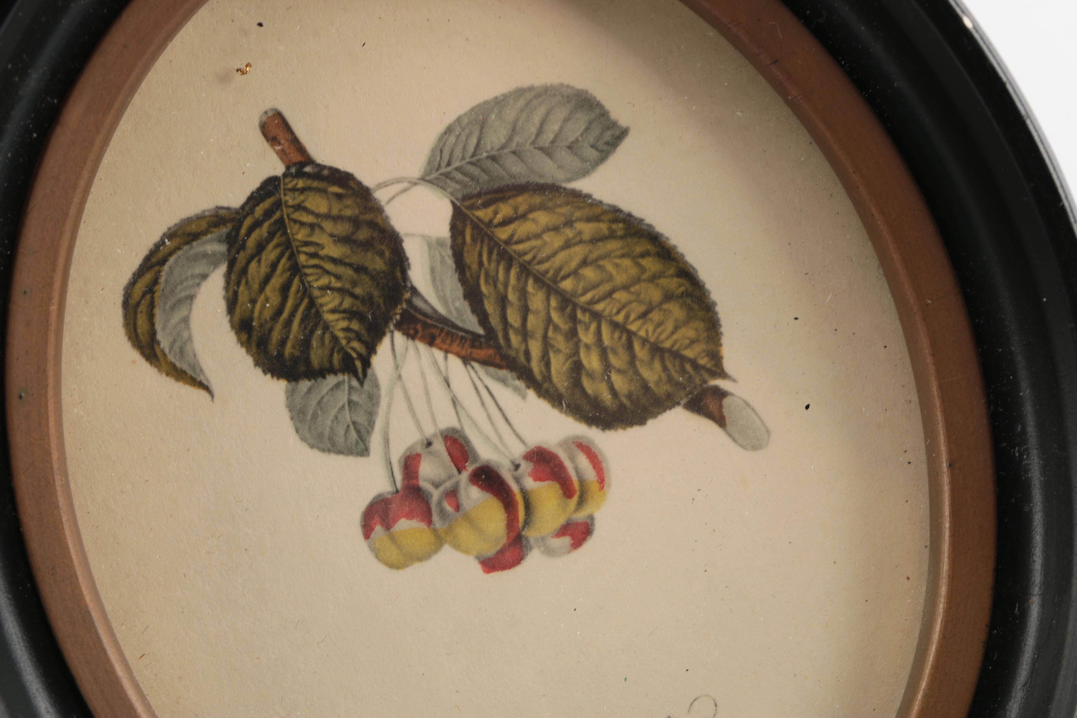 Hand-Colored Lithographs "The Ord Apple" and "The Florence Cherry"